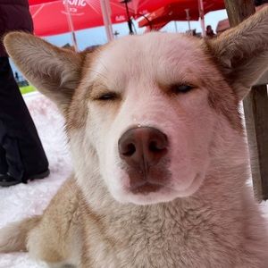 Meet your Posher, Sofiya